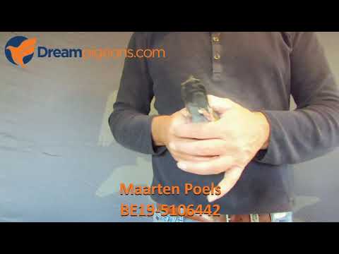 BE19-5106442 - Maarten Poels Dreampigeons Auction Video