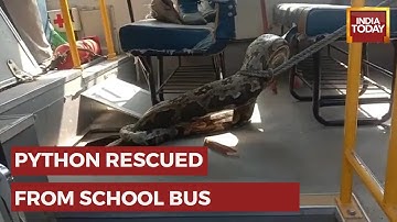 Giant Python On UP School Bus Gives Officials A Harrowing Time | WATCH