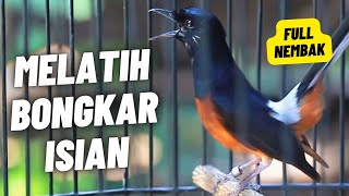 MURAI BATU GACOR FULL ISIAN TEMBAKAN MEWAH SANGAT AMPUH MELATIH MURAI BATU BONGKAR ISIAN