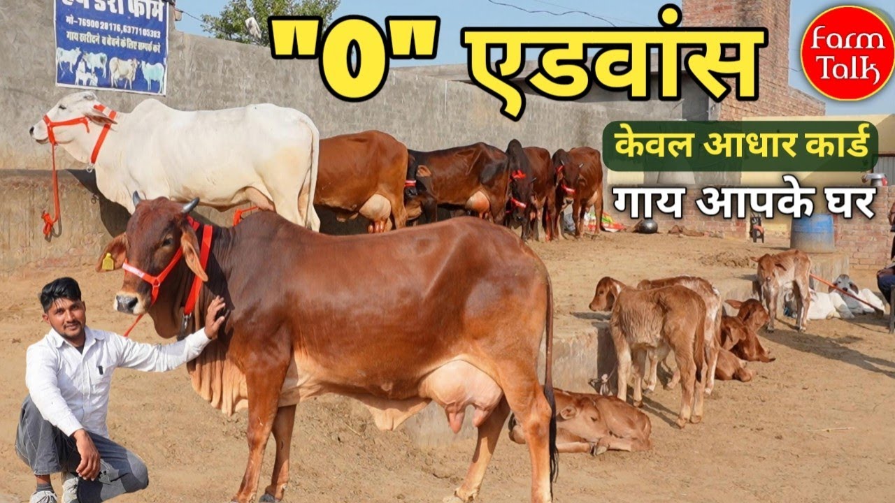 धमाका! ₹1 भी पहले मत दो 😱 सिर्फ आधार कार्ड पर सीधे मंगवाओ 20 लीटर वाली गाय, पैसे पहुँचने के बाद! 🐄🚚