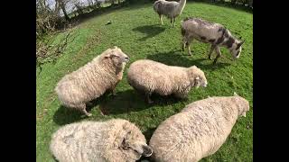 Morning Sheep Time 12 Apr 2024