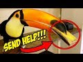 My Pet Toucan Keeps Stealing My Wallet!!! (SEND HELP!)