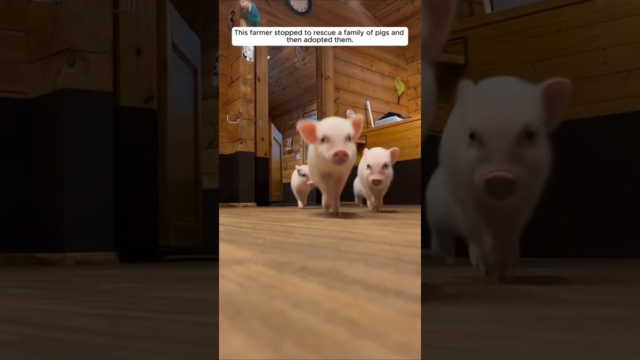 This farmer stopped to rescue a family of pigs and then adopted them #animalshorts #pig