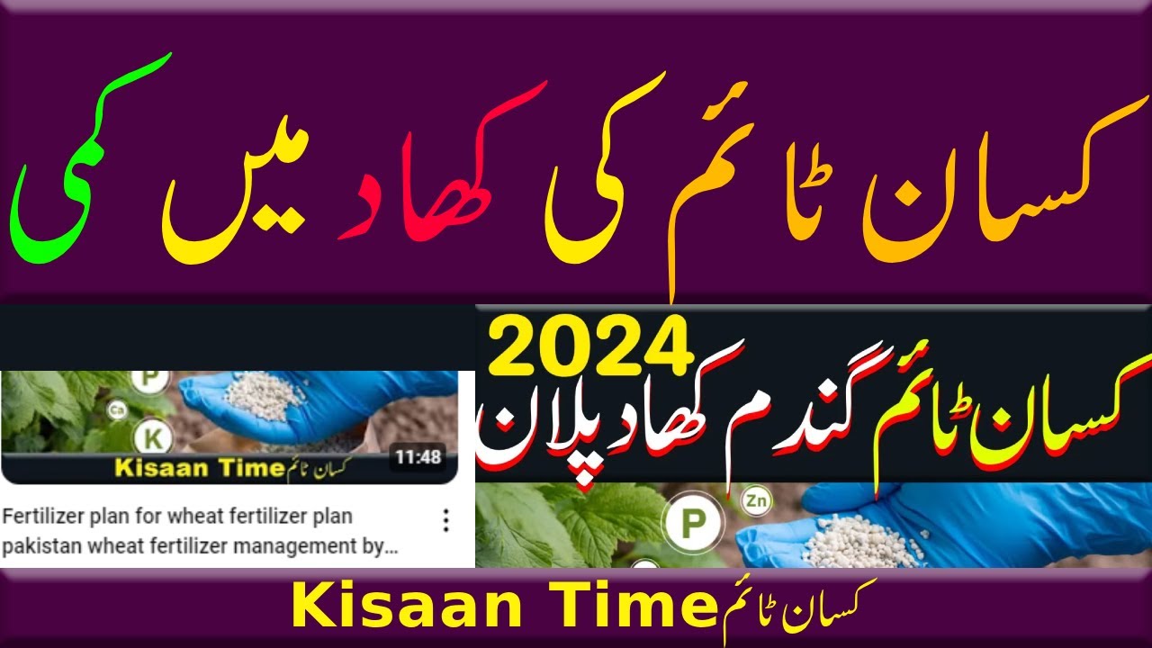 khaad men kami, کھاد میں کمی khad plan by kisan time Gandam ki fasal men khad کسان ٹائم kisan time