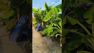 #shorts #จังหวัดระยอง #automobile #xcavator #machinerychannel #travel #nature #waves