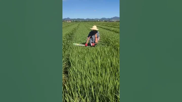 Top Off Rice Plants On  Seed Experimental Site For Easy Pollination #satisfying #short - DayDayNews