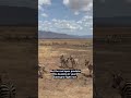THE LION IS A TOTAL HUNTING FRAUD 🦁📉💀