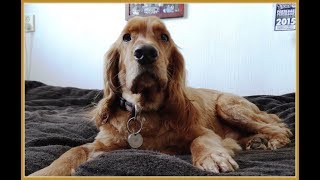 Er Spaniëls - 47 Jaar Historie - Fotocollage Spijkenisse 2018