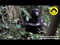 Meet the Alpha Male Bonobo!【Observations of Bonobos #219】