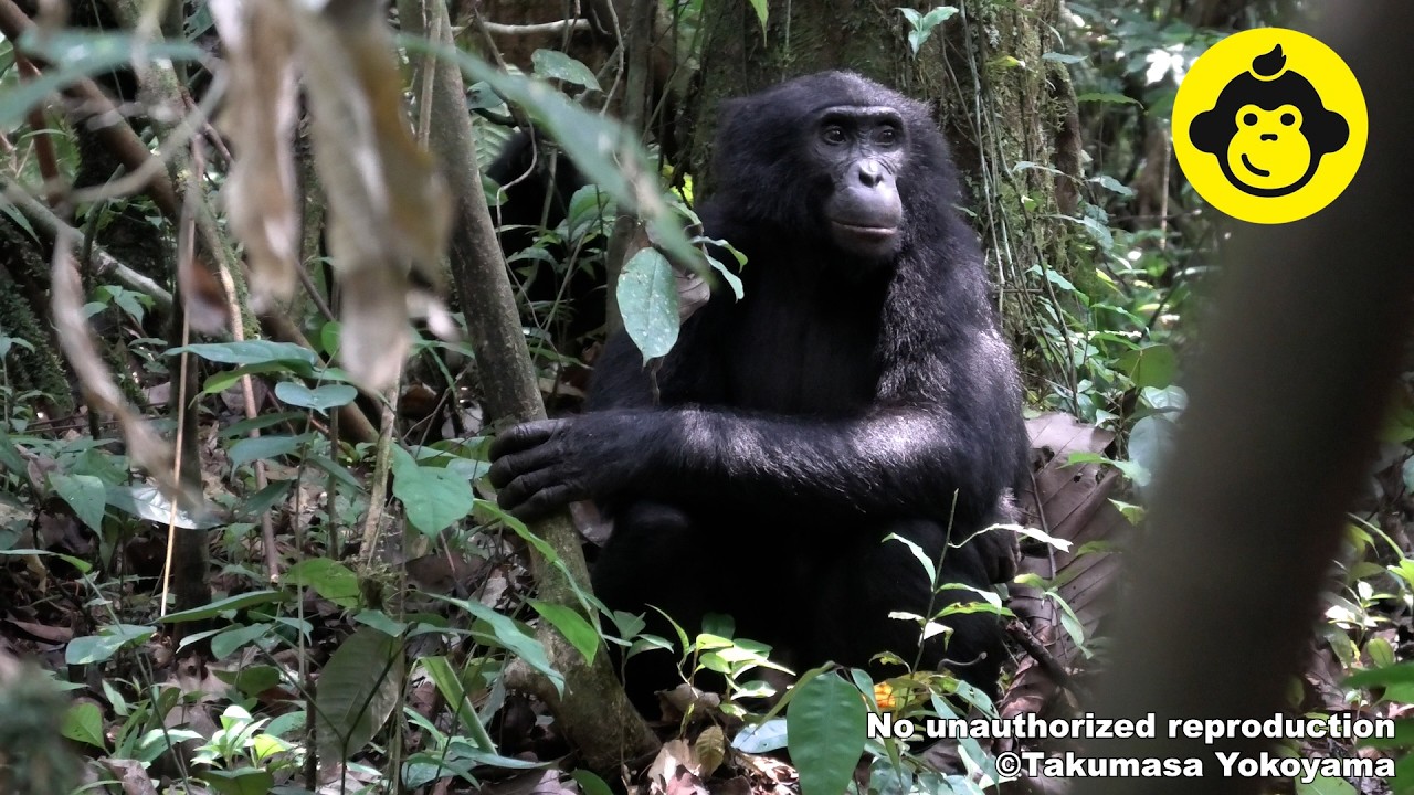 Meet the Alpha Male Bonobo!【Observations of Bonobos #219】