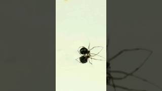 Thumbnail for Spinne läuft auf flüssigem Metall!