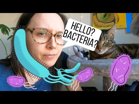 Vídeo: Cães podem comer abacaxi?