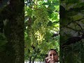 द्राक्ष (grapes) की खेती #agrifuture #agriculture #youtubeshorts #trending