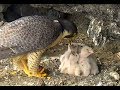 Two feeds for four fluffballs! Anacapa Falcons. 07.04 / 08 May 2019