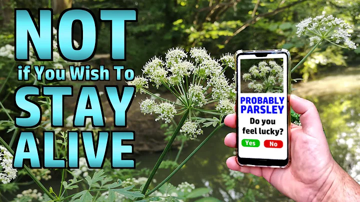 Can Plant Identification Apps Be Used for Foraging?