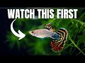 Proven strategies to keep and breed 1000s of guppies