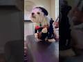 Singing dog funnydogs funnyanimals shorts cute viral funny love