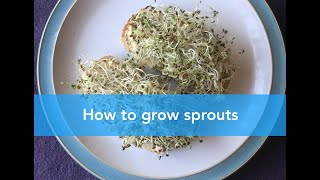 How to grow sprouts?