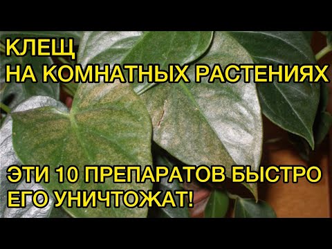 Паутинный клещ. Быстрое уничтожение. Делюсь рабочими препаратами.