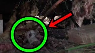 トレーラーハウスの下に引っかかり、必死で助けを求める子猫が!