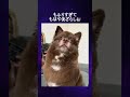 トリミングを失敗した犬選手権!Part 3!可愛い写真で栄養補給!