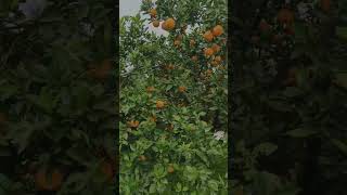 88ab2c9ec7cfe5f019f9aae30d0c6afc