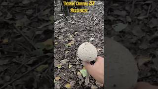 Грибы Зонтики в Берёзках. Сезон Грибов. 20.09.2025. #4k #video #охота #лес #осень #хобби #увлечение