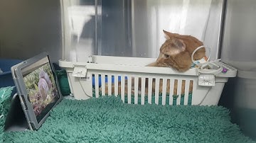 PATIENT WOLFIE RECOVERING WITH CAT TV  |  FITZPATRICK REFERRALS