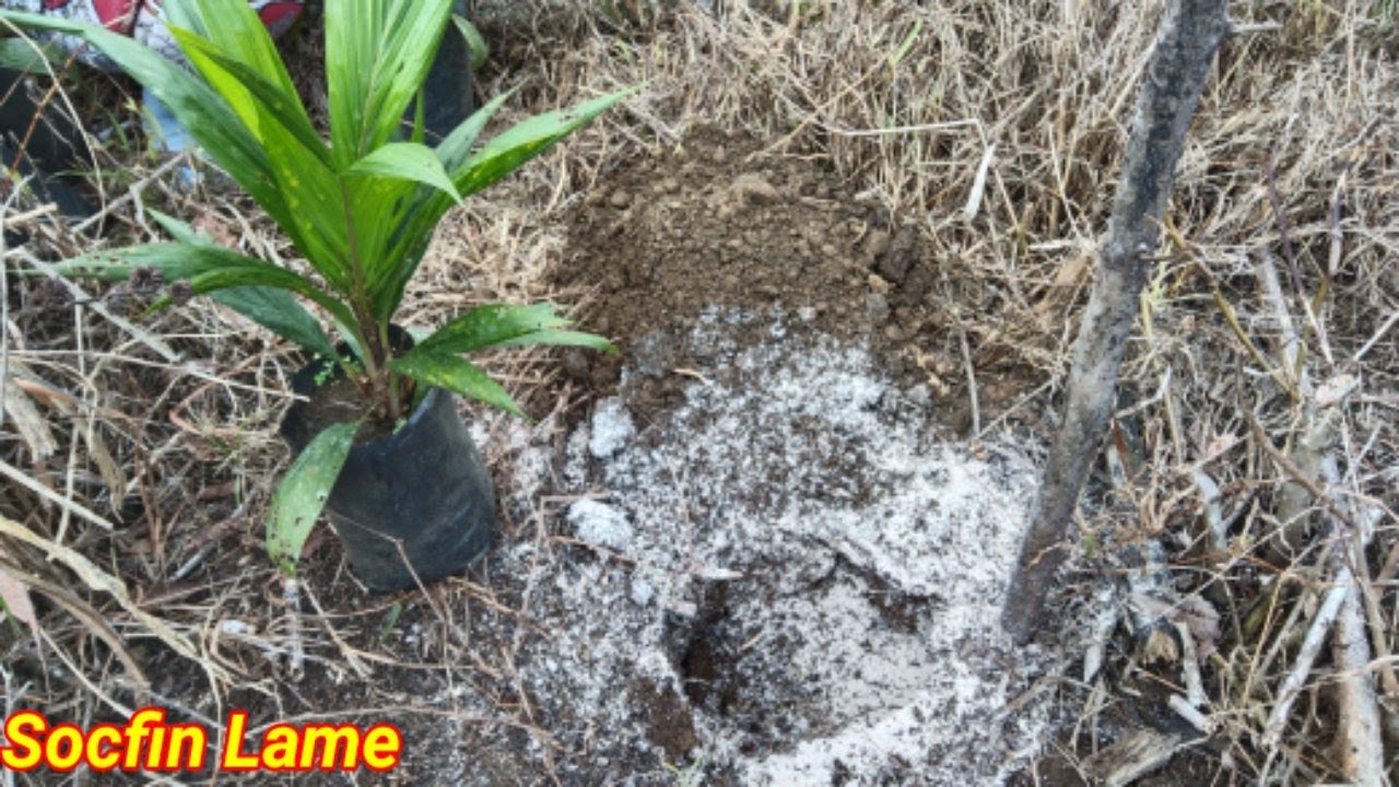 Bibit sawit umur tujuh bulanan langsung di tanam di lahan memang bagus!, Tapi...?