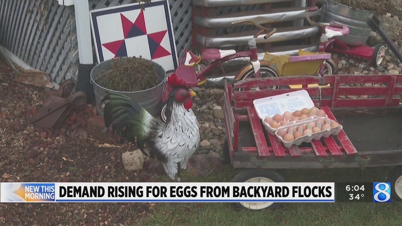 Price hikes in stores lead to increased demand for farm-fresh eggs