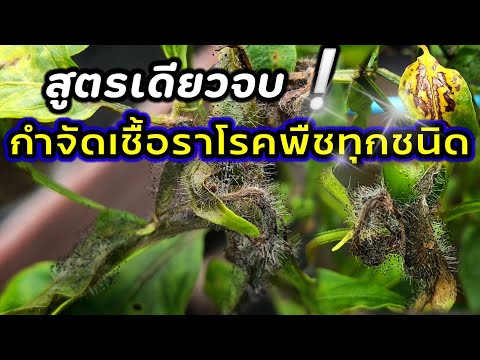 วีดีโอ: การระบุและรักษาโรคแอนแทรคโนสบนพุ่มกุหลาบ