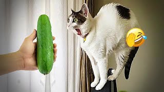 😍 Funniest 2024😻 Cats and 🥒 Cucumbers - Awesome Funny Pet Videos 🐶