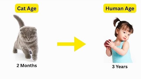 Cat Age vs Human Age| Complete Guide from 1 Month to 20 Years (2025).
