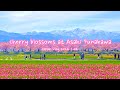 Cherry blossoms at asahi funagawa spring quartet  toyama tulips flowers spring  japan vlog