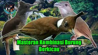 Masteran Kombinasi Cucak Jenggot vs Cililin vs Kapas Tembak