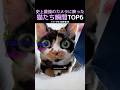 史上最強のカメラに映った猫たち瞬間TOP6