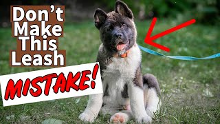 STOP Leash Pulling: Akita Leash Training Guide