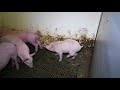 British Pig Farms 2017