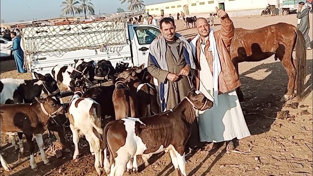 اسعار العجول البقري اللباني في سوق دمنهور العمومي للمواشي اليوم