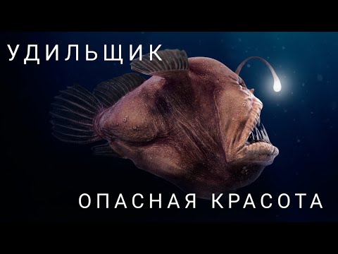 Удильщик: Опасная Красота