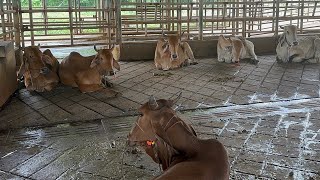 The Heat Is Tough on Our Cows… We’d Love Your Advice