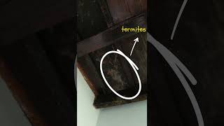 PART 3: Termites in the ceiling | Building a biotech company in backyard#garden #vlog #startup