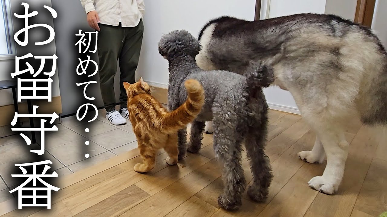 初めて子猫とハスキー犬達のお留守番を隠し撮りしてみたら胸が締め付け