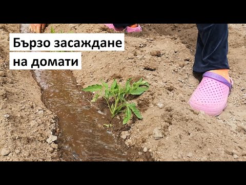 Видео: Засаждане на сладки 100 домата чери – как да отгледате растение от 100 сладки домати