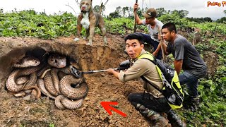 Top 1 Scary Video | Brave Hunter Confront 1000 Black Cobras