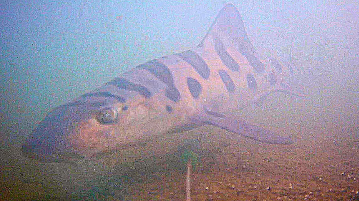 How LEOPARD SHARK React to Your Bait Underwater! (Underwater Shark Footage)