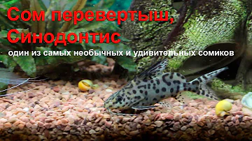 Сом перевертыш, Синодонтис – один из самых необычных и удивительных сомиков.