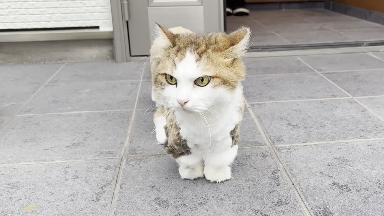 A shivering cat whose fluffy paws turn jet black in an instant