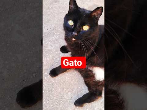 Um gato 😽 muito especial