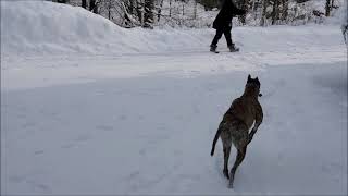 Mojo Greyhound Off Leash